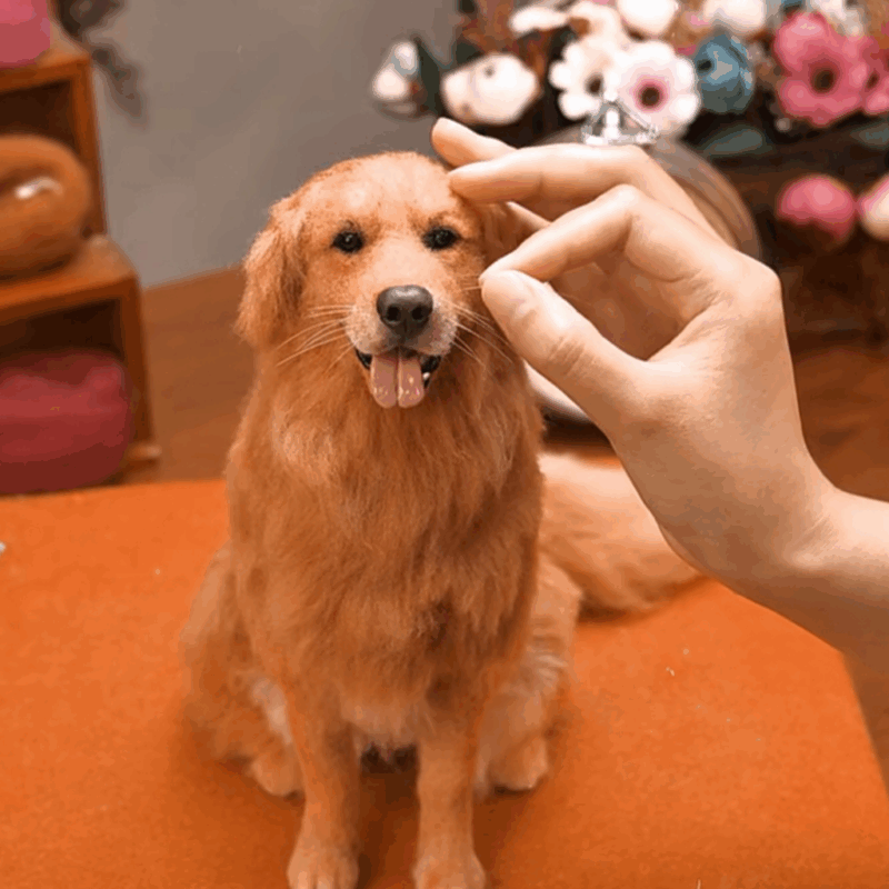 custom 3d wool needle felted pet – full body design