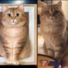 custom 3d wool needle felted cat portrait 10