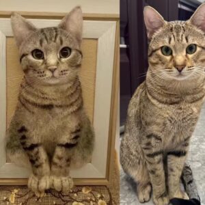 custom 3d wool needle felted cat portrait 10