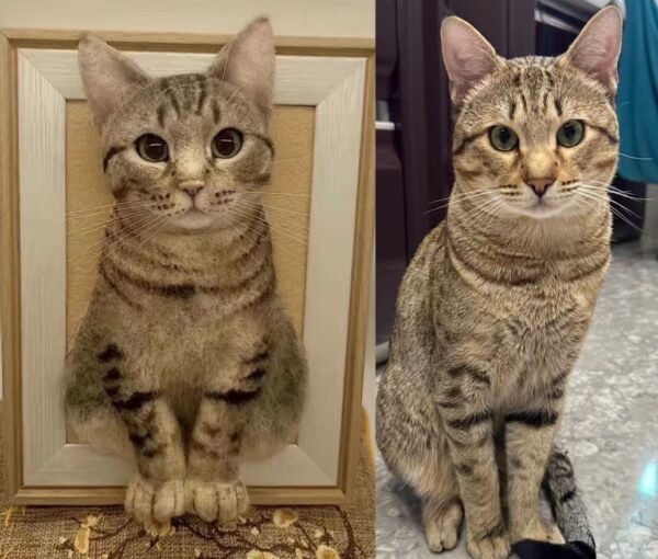 custom 3d wool needle felted cat portrait 10